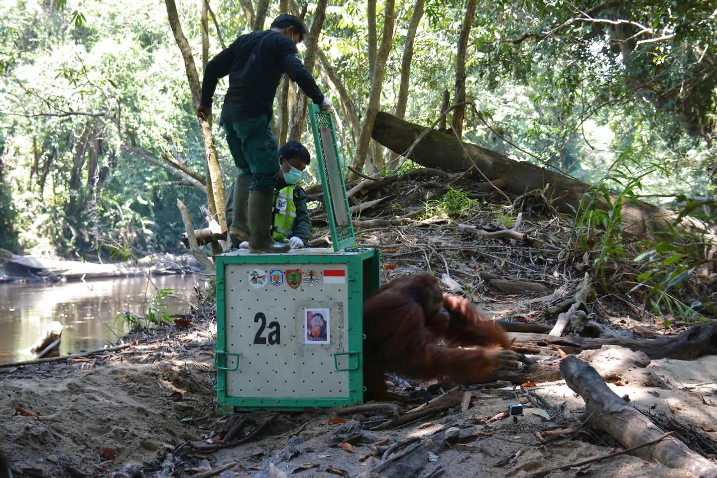 Orangutangen Strada er 19 år gammel. Her forlader han sit bur, da han bliver sat fri.