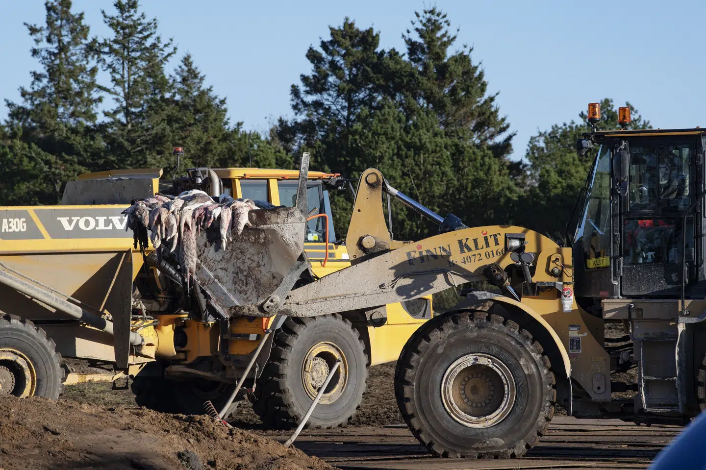 Aflivede mink, der er blevet gravet ned i Karup og ved Holstebro, skal efter planen graves og igen og til forbrænding. Opgravningsarbejdet begynder i slutningen af maj og ventes færdigt i midten af juli (Arkivfoto). Bo Amstrup/Ritzau Scanpix