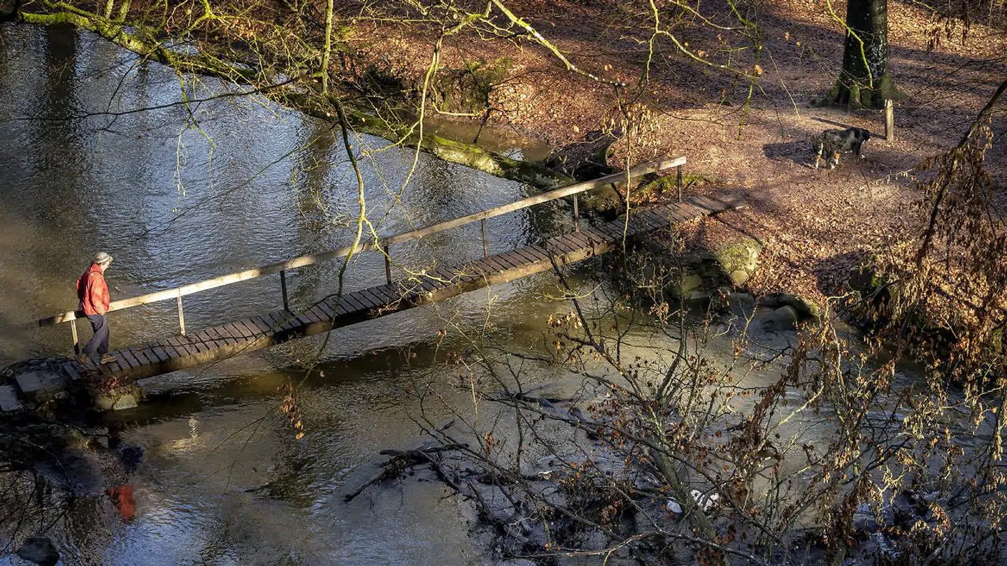 Foråret titter frem i skov i Lellinge nær Køge, mandag den 22. februar 2021. (Foto: Mads Claus Rasmussen/Ritzau Scanpix)