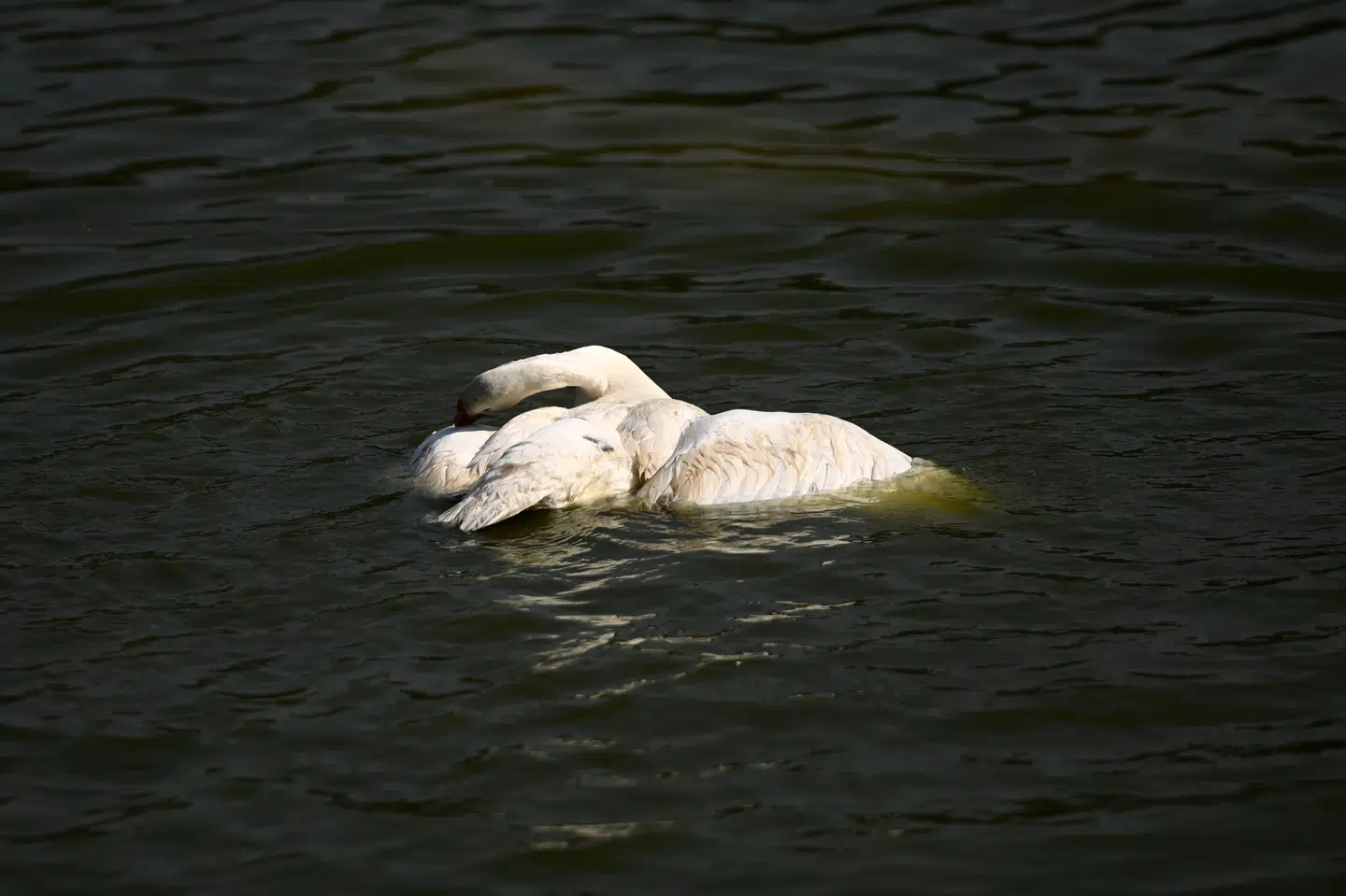 H5N8 er fundet hos fugle i en lang række lande. (Arkivfoto). Money Sharma/Ritzau Scanpix