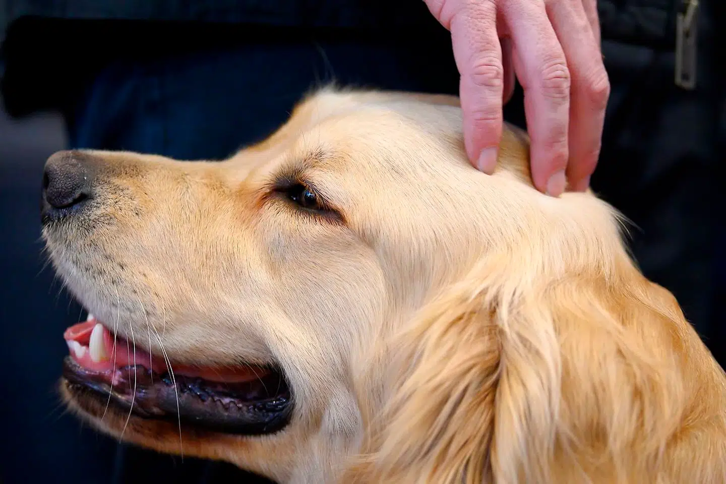 Inger Støjberg elsker at se videoer med hunde - især med racen golden retriever som denne.