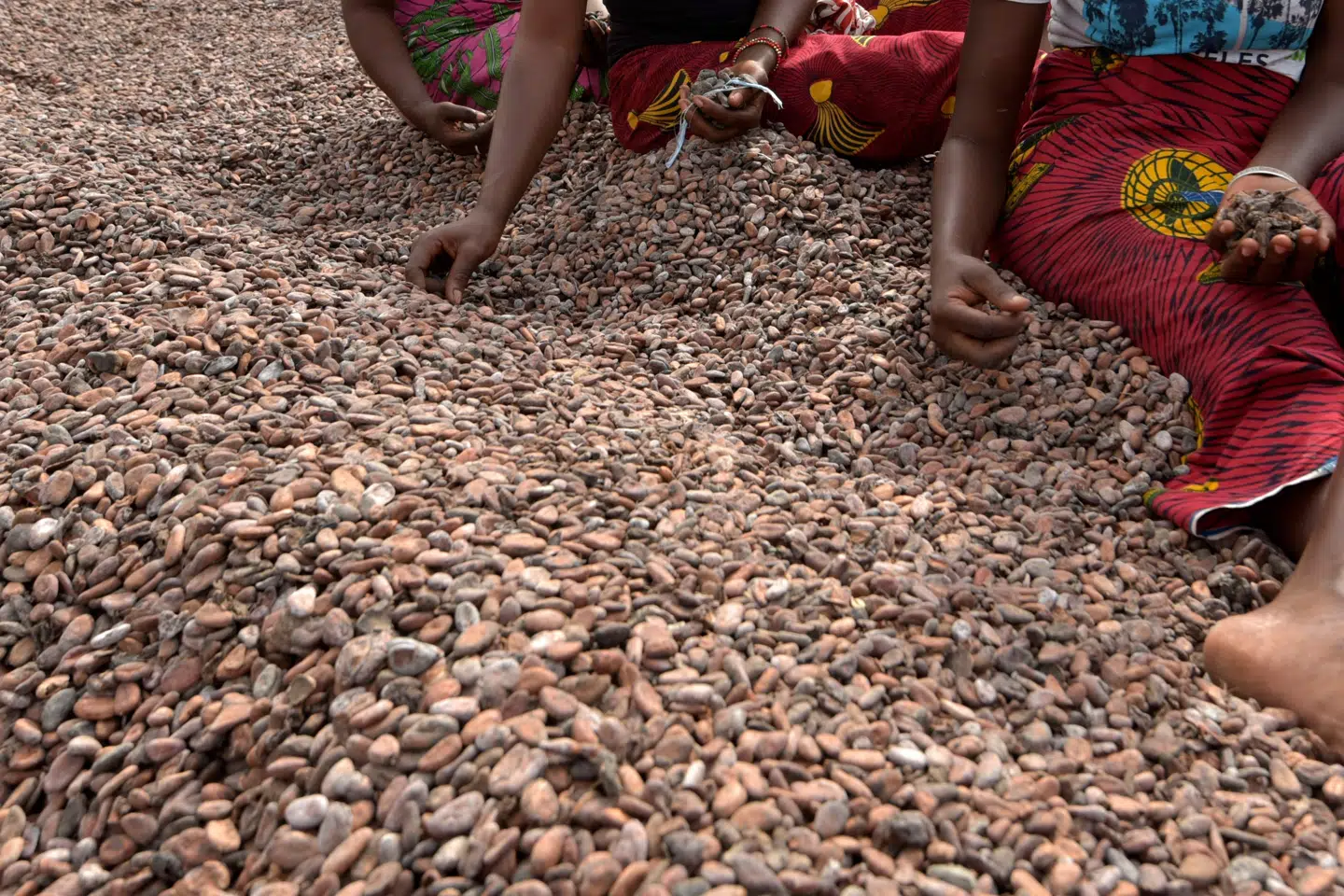Otte tidligere børnearbejdere hævder at have arbejdet uden løn under ringe forhold i afrikanske kakaoplantager (Arkivfoto). Sia Kambou/Ritzau Scanpix