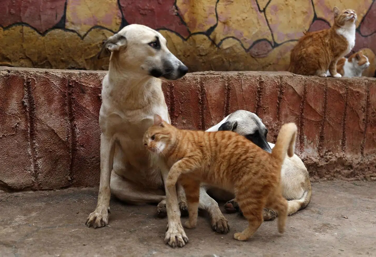 Din kat eller sin hund kan blive testet for covid-19, hvis du bor i Sydkoreas hovedstad Seoul.