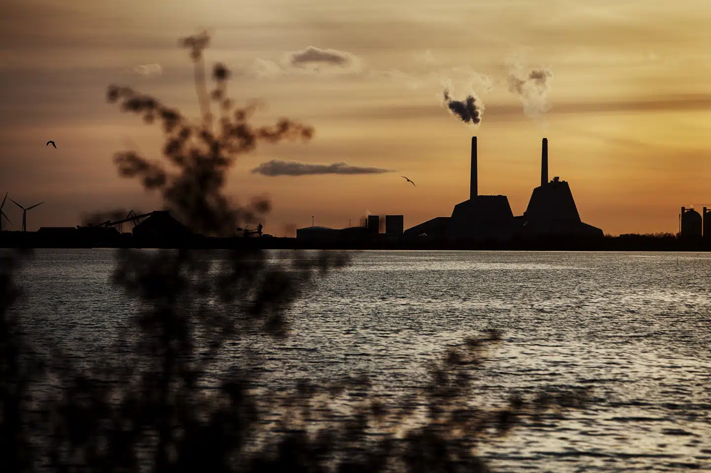 Avedøreværket syd for København fyrer med træpiller. Klimarådet har længe opponeret mod at regne biomasse som en CO2-neutral energikilde, fordi der frigøres store mængder klimagas ved forbrændingen. Nu advarer over 500 forskere i en international appel mod at afbrænde biomasse i kraftværkerne som erstatning for de klimaskadelige kul. (Arkivfoto) Kasper Palsnov/Ritzau Scanpix/Ritzau Scanpix