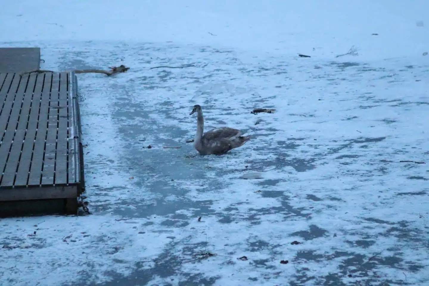 En svane på en isfrossen Damhussø mandag eftermiddag.