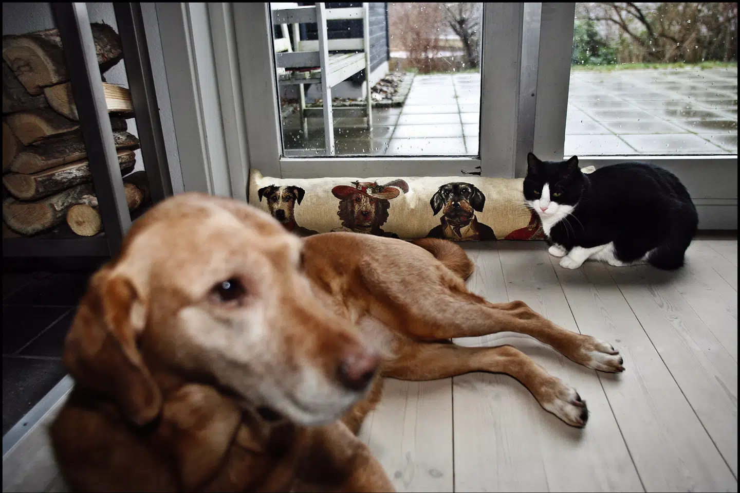 Studier har vist, at hunde, katte, kaniner og andre kæledyr godt kan blive smittet med corona. Men det spiller ifølge de danske myndigheder ikke så stor en rolle i smittespredningen, at der er grund til at følge Sydkoreas eksempel og åbne for gratis coronatest af dyrene. (Arkivfoto) Liselotte Sabroe/Ritzau Scanpix