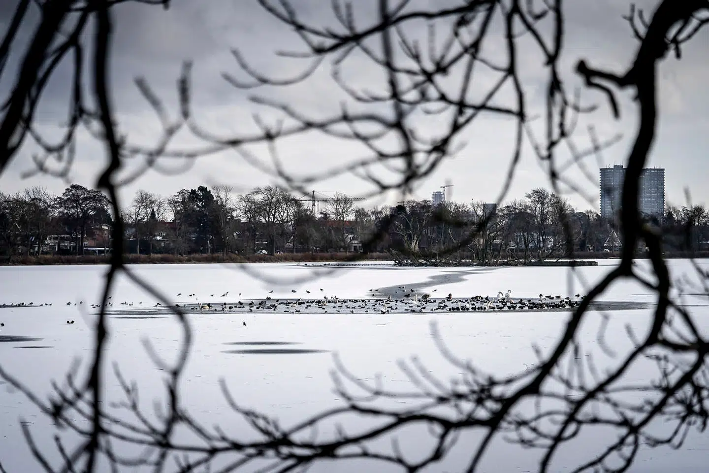 Vinter og frostklar formiddag ved Damhussøen i Rødovre, mandag den 1. februar 2021.