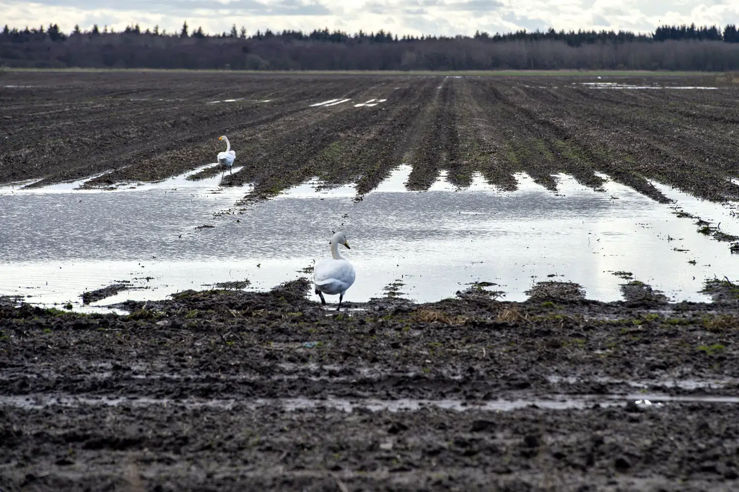 Præsentationen af et klimaudspil for landbruget blev udskudt af regeringen sidste år, da minksagen begyndte at rulle. (Arkivfoto). Henning Bagger/Ritzau Scanpix