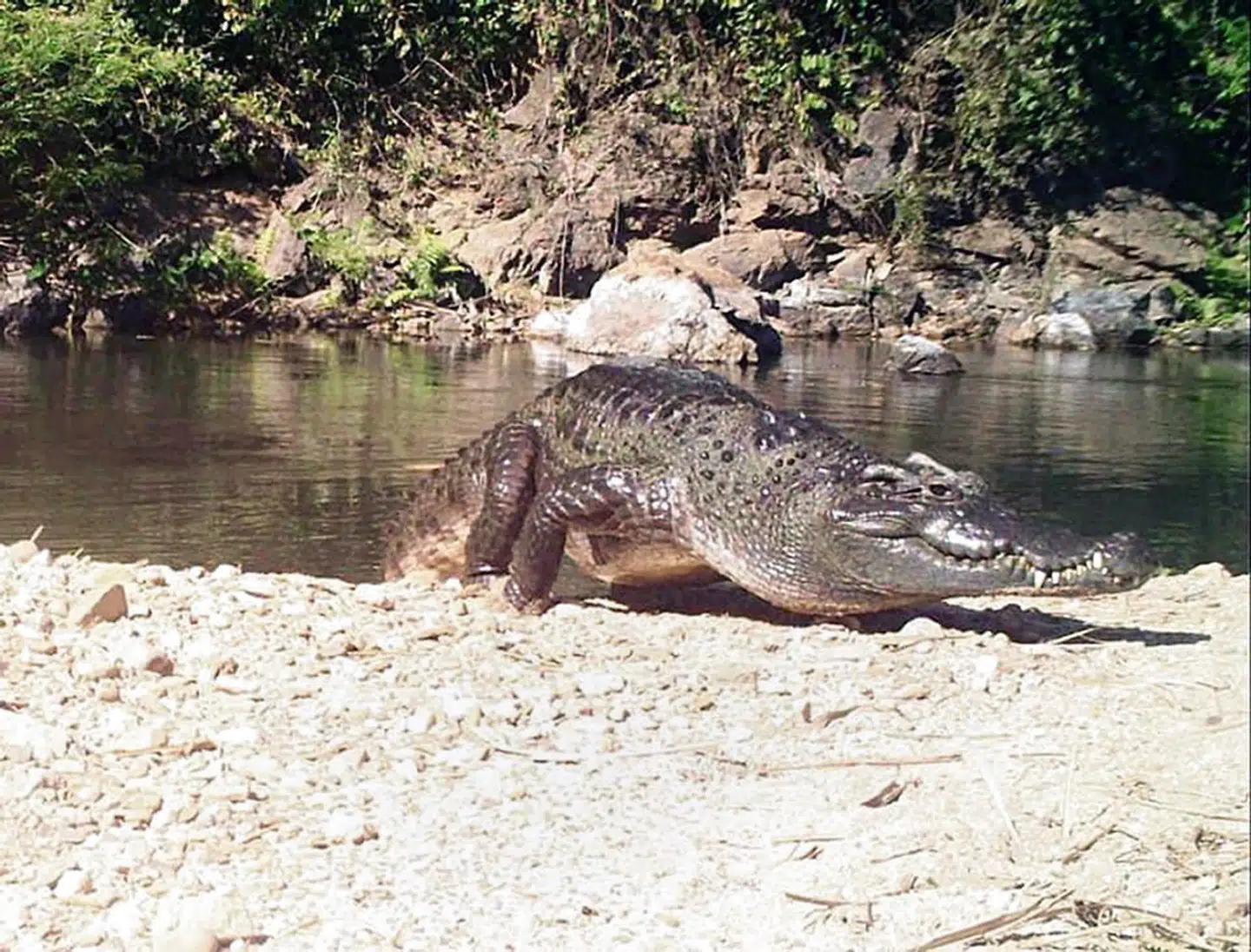 Det er anden gang i et årti, at den siamesiske krokodille er blevet fotograferet i nationalparken Kaeng Krachan i Thailand.