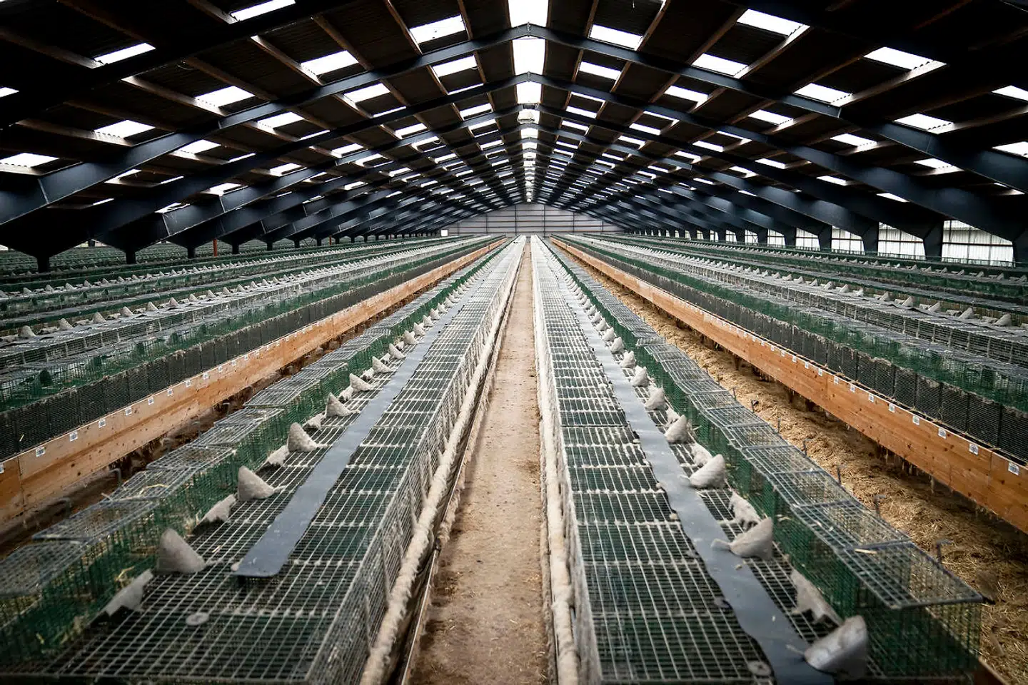 Tomme bure på kombineret minkfarm og pelseri i Ørnhøj 7. december 2020. Alle mink i Danmark er blevet aflivet på grund af frygt for smitte med muteret coronavirus under covid-19-pandemien. (Foto: Mads Claus Rasmussen/Ritzau Scanpix)