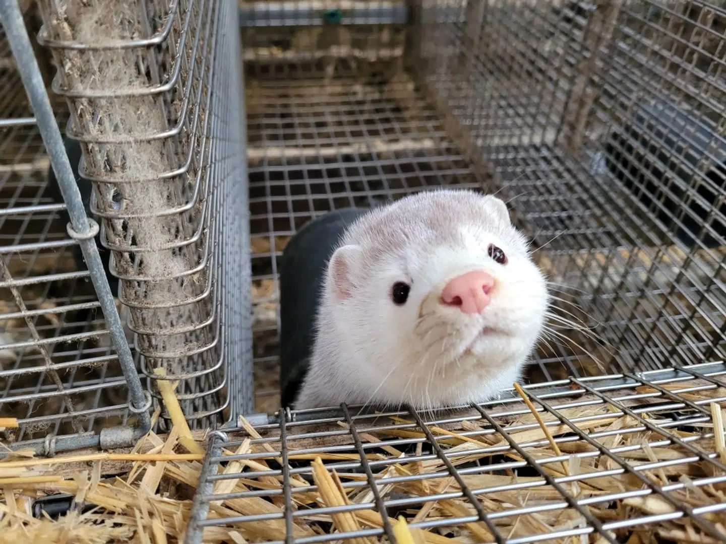 Her er en af de mink, som Erik Vammen stadig går og passer.