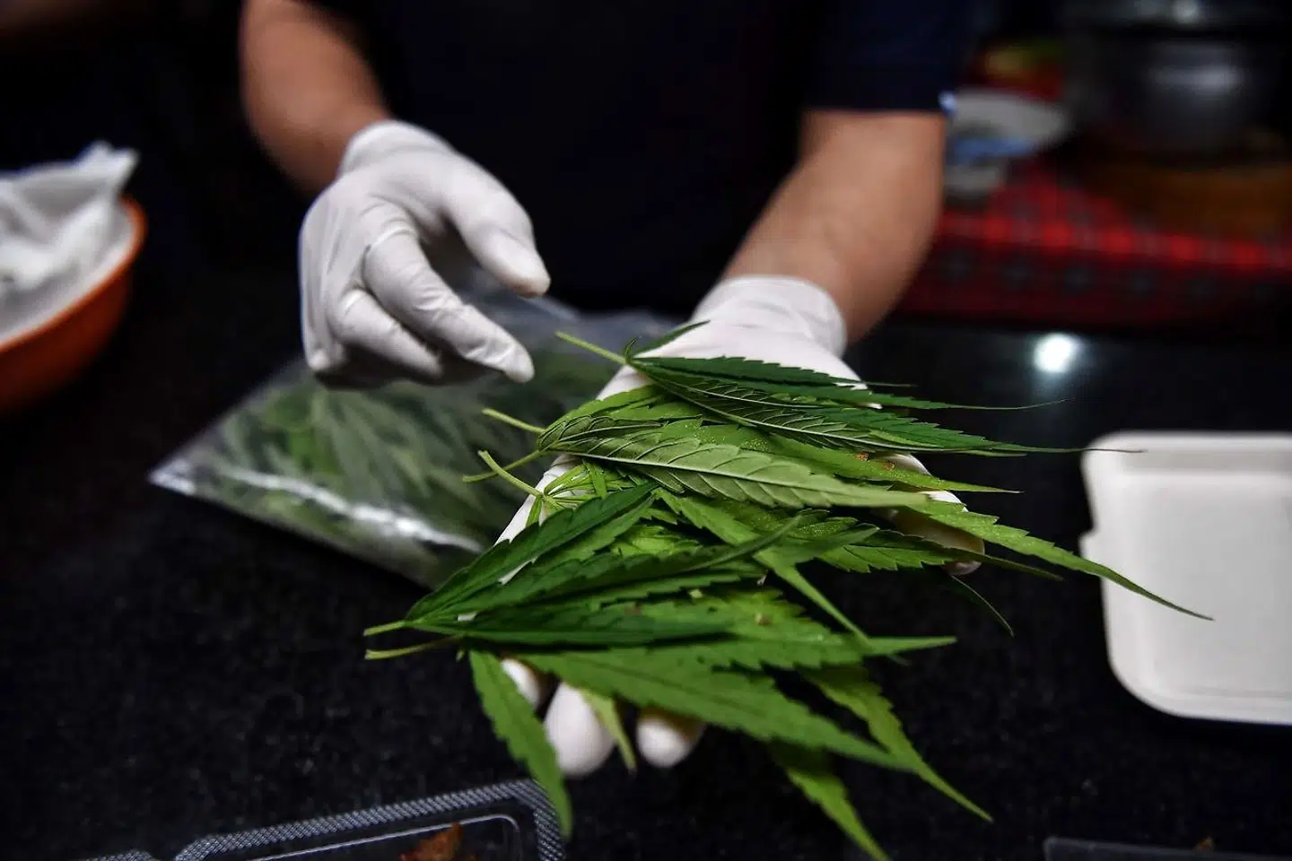 Kokken viser de friske kannabisblade frem.