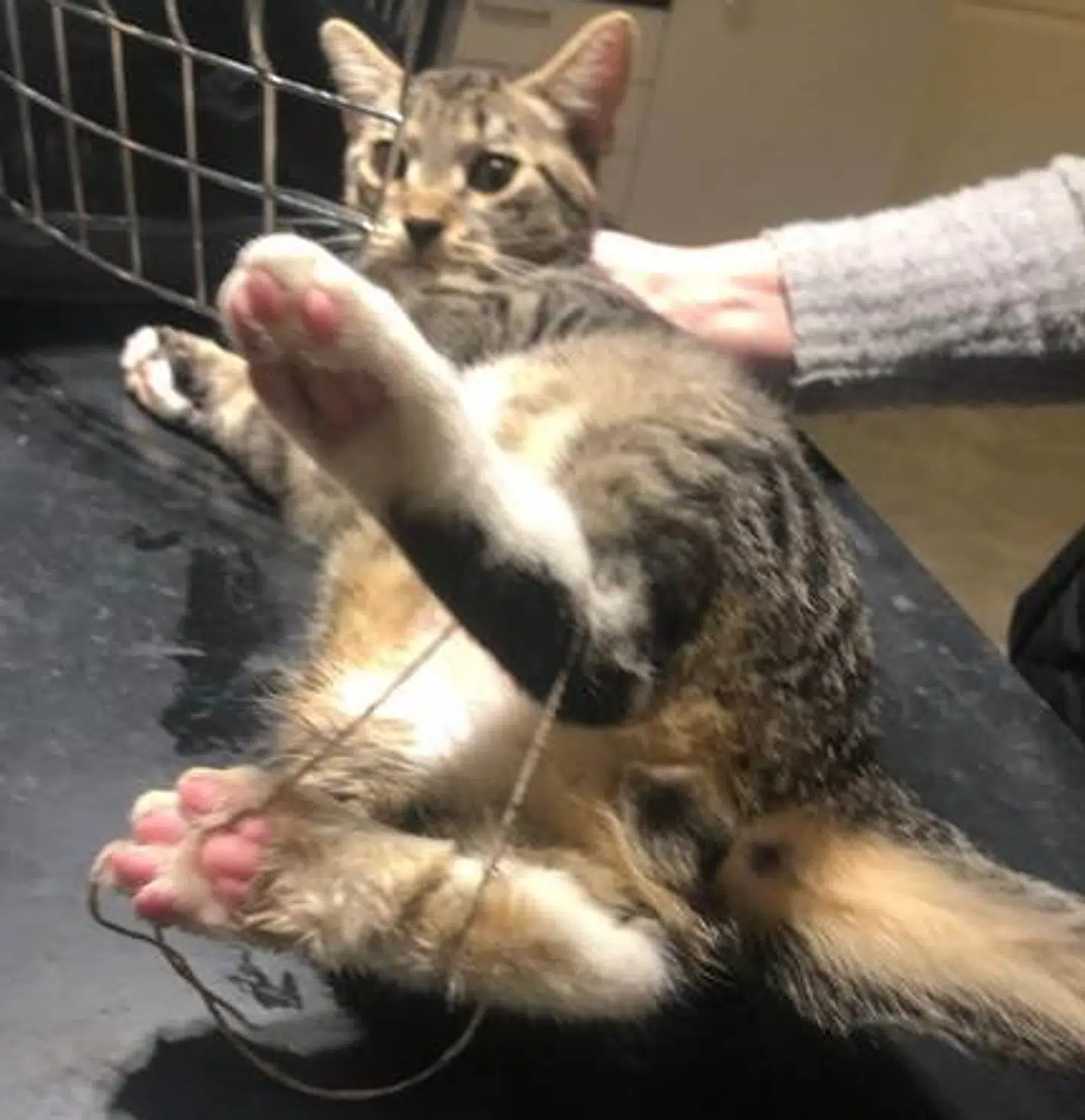 Sådan så katten ud, da den hos dyrlæge fik fjernet snoren rundt om sine bagben. Foto: Dyrenes Beskyttelse.