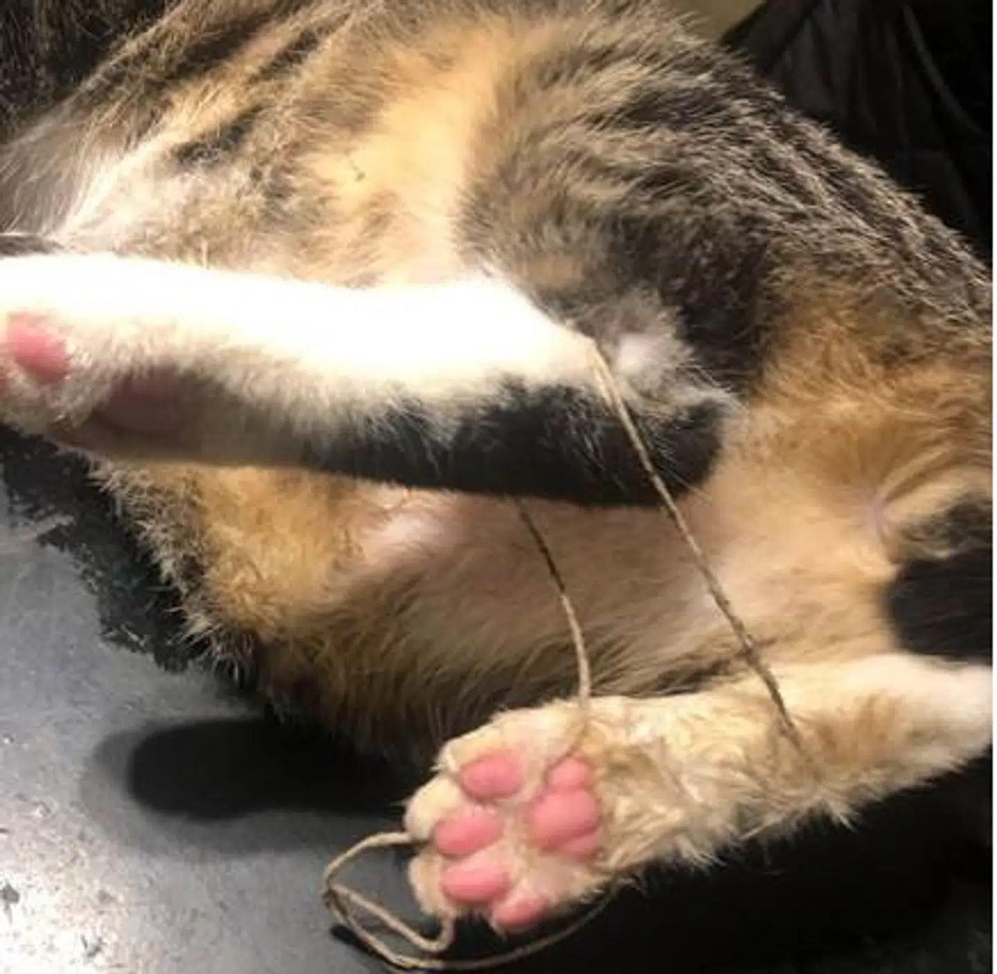 Her ses nærbillede af kattens bagben med sejlgarn. Foto: Dyrenes Beskyttelse.