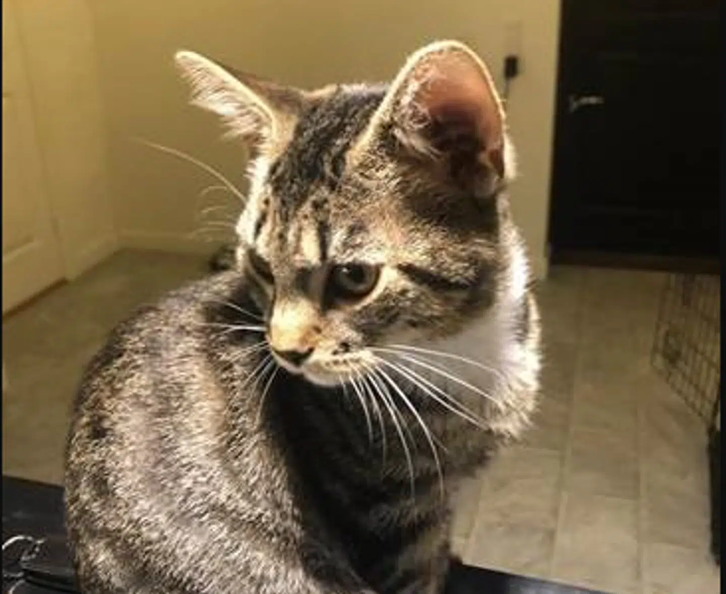 Sådan ser katten nu ud, efter den ikke længere har sine ben bundet sammen. Foto: Dyrenes Beskyttelse.