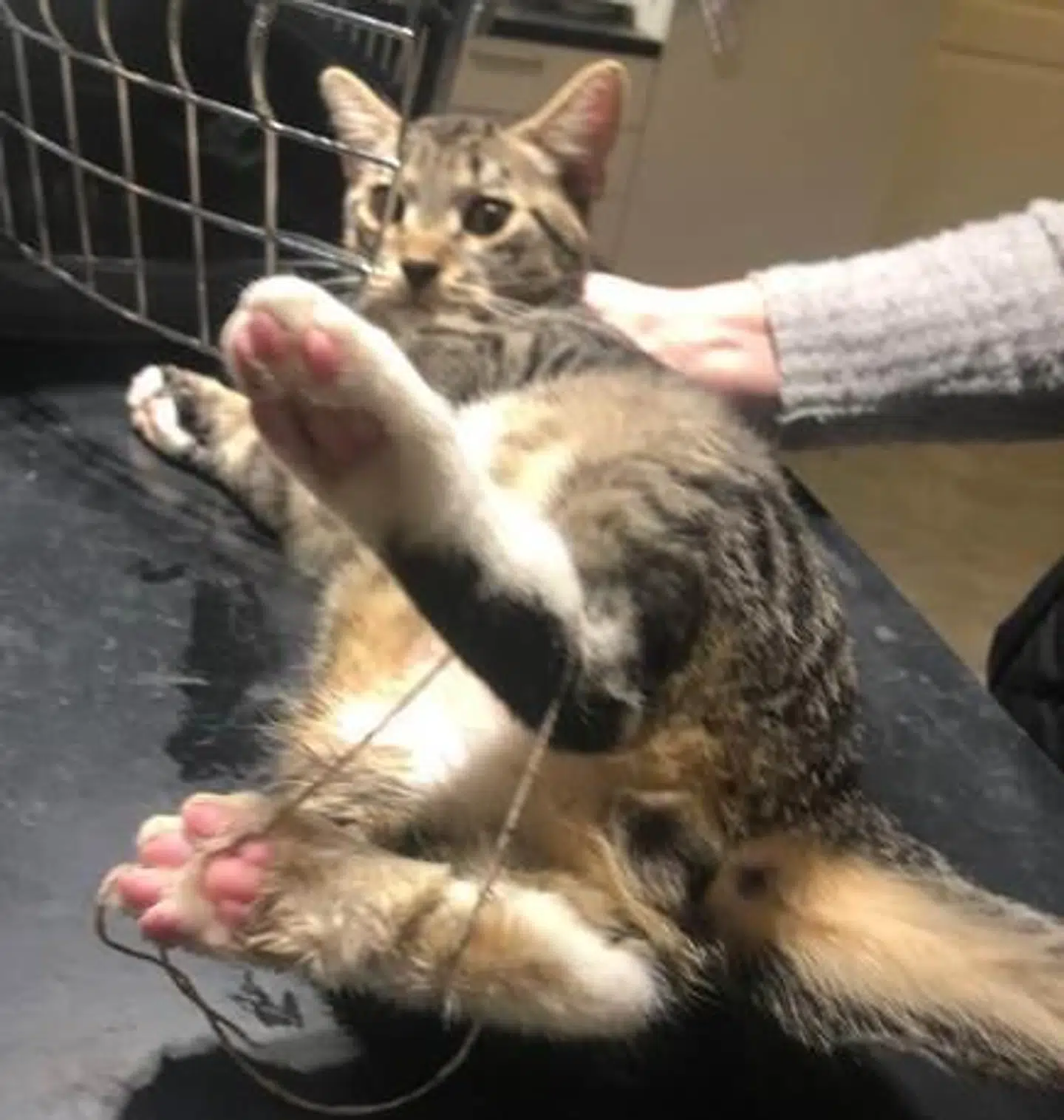 Her kan det ses, hvordan katten var bundet på bagbenene.