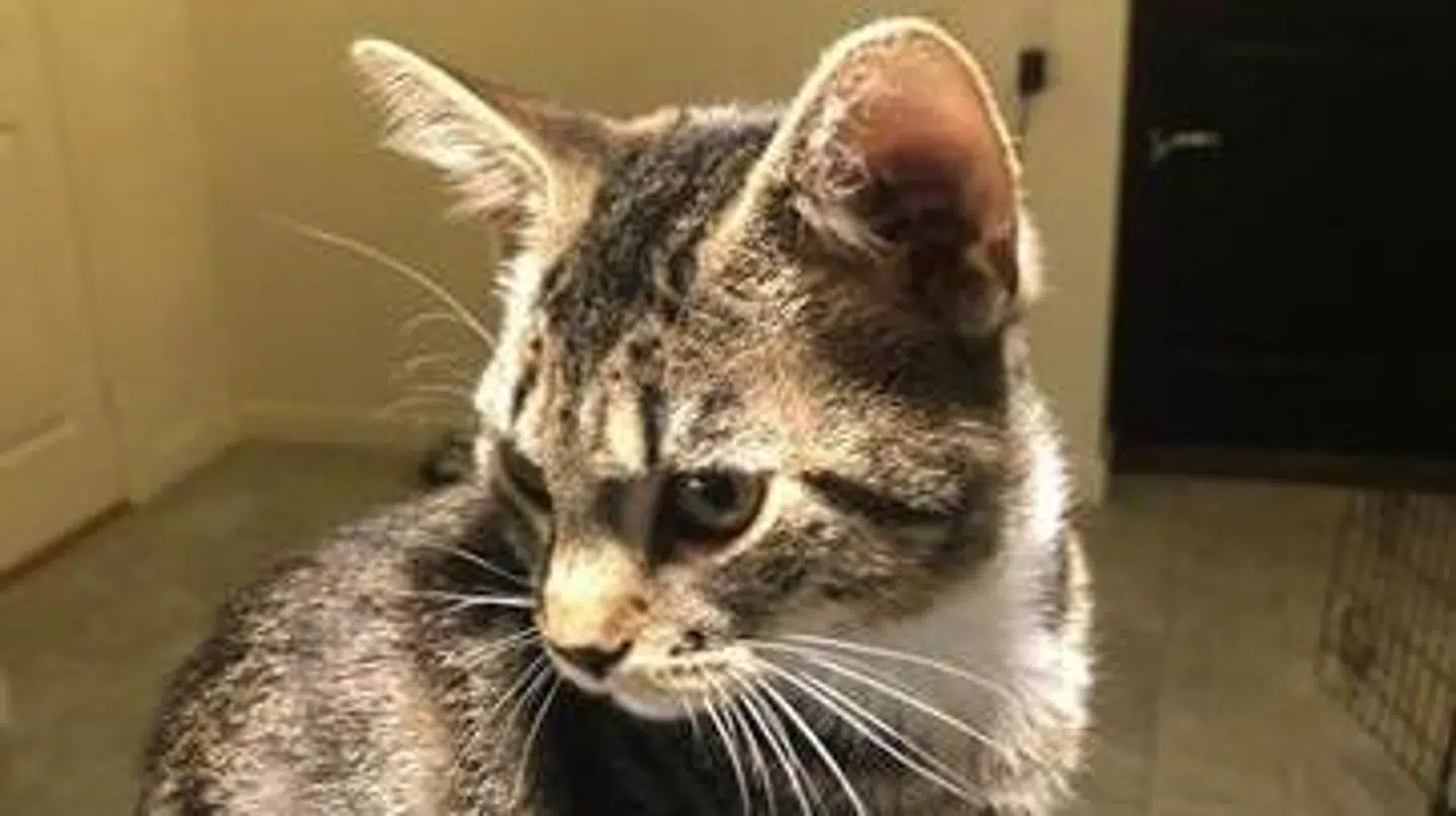 Katten er glad for at bo hos Inga, men det er lige indtil hun skal i gang med vacciner og andre undersøgelser, siger hun og griner. Det er ikke sjovt at ende hos en dyrlæge.