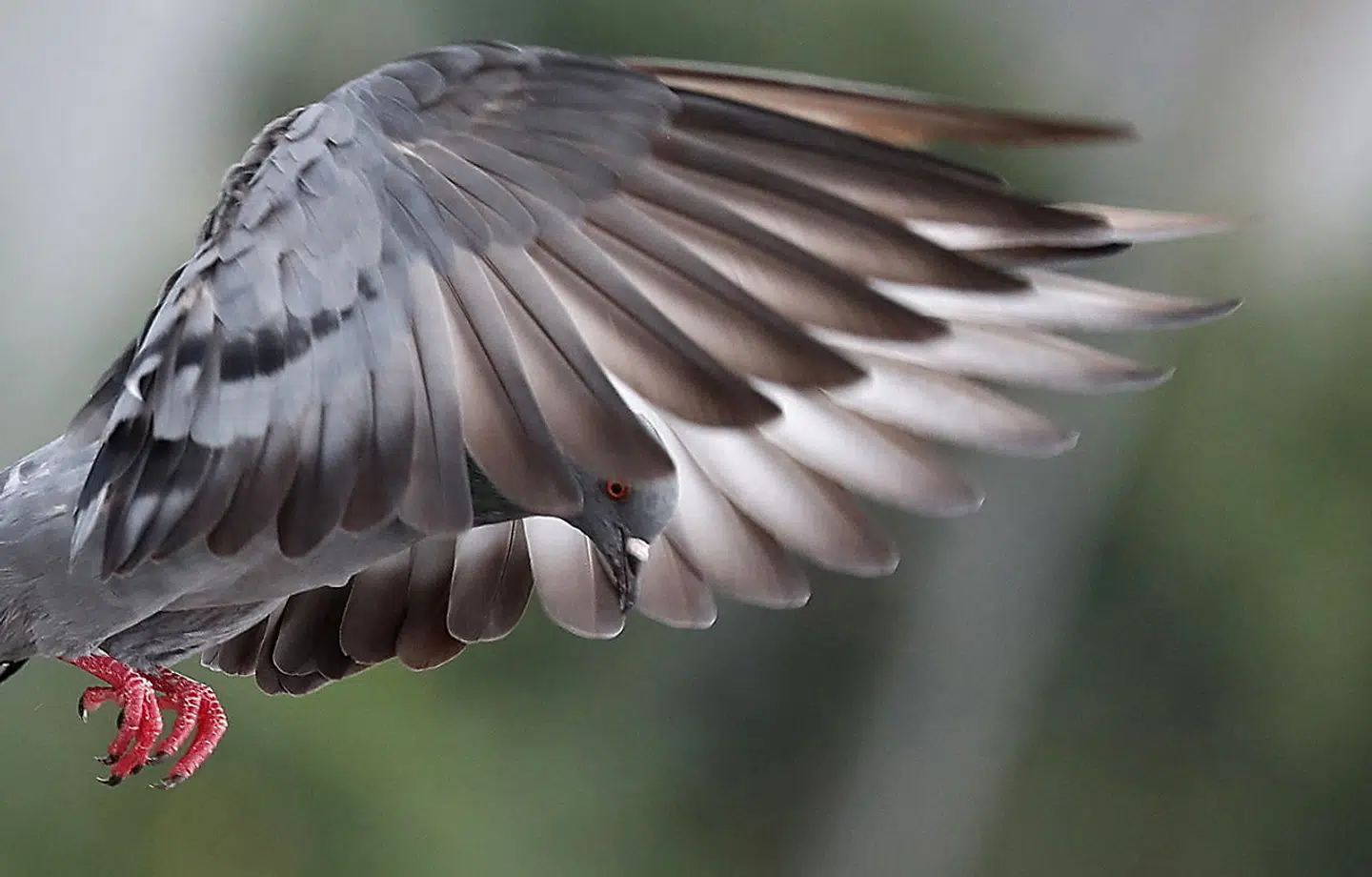 Brevduen får mad hos Kevin Celli-Bird, men de australske myndigheder vil have den aflivet. Arkivfoto.