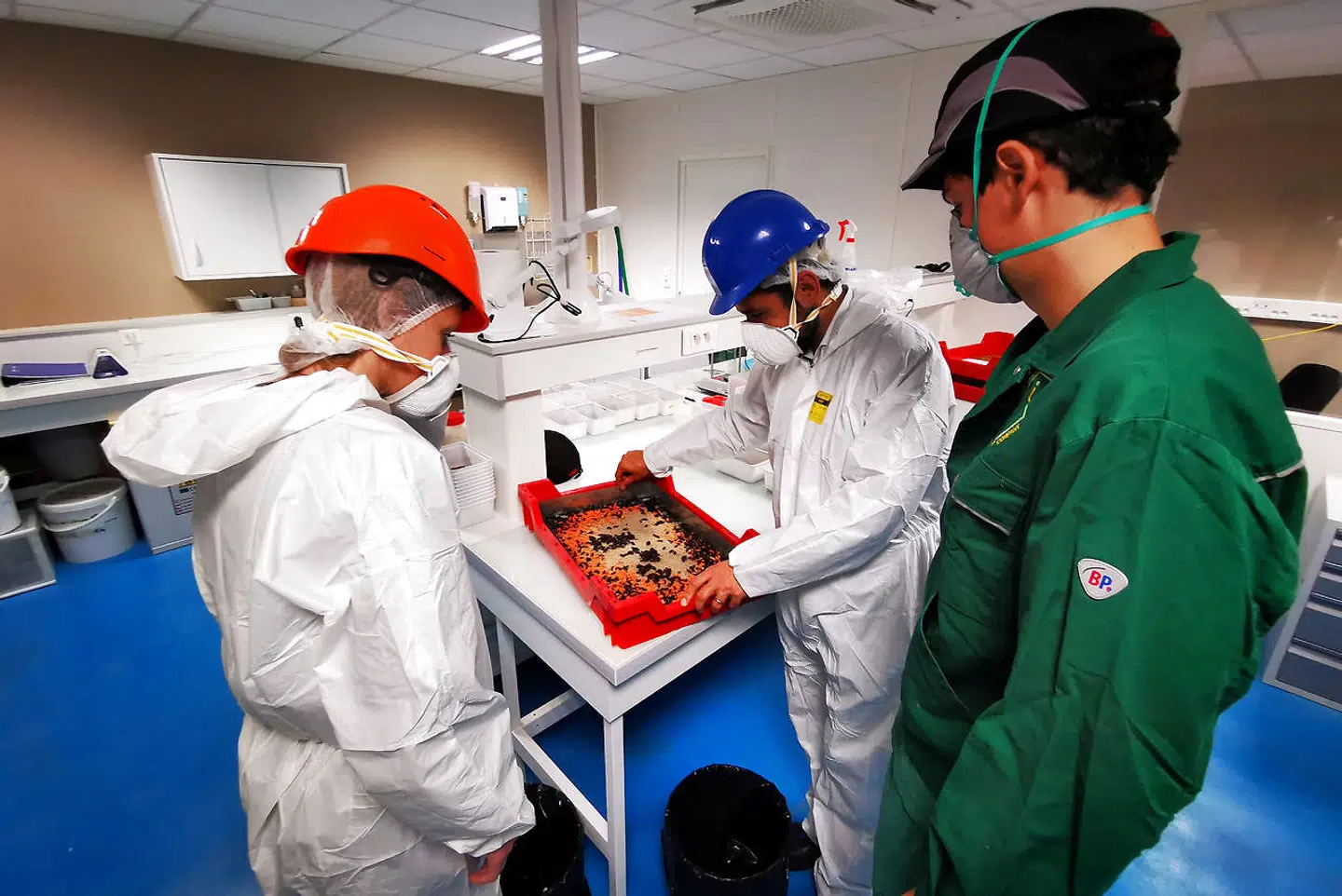 De voksne melorme (i den røde kasse) bruges til at yngle med.