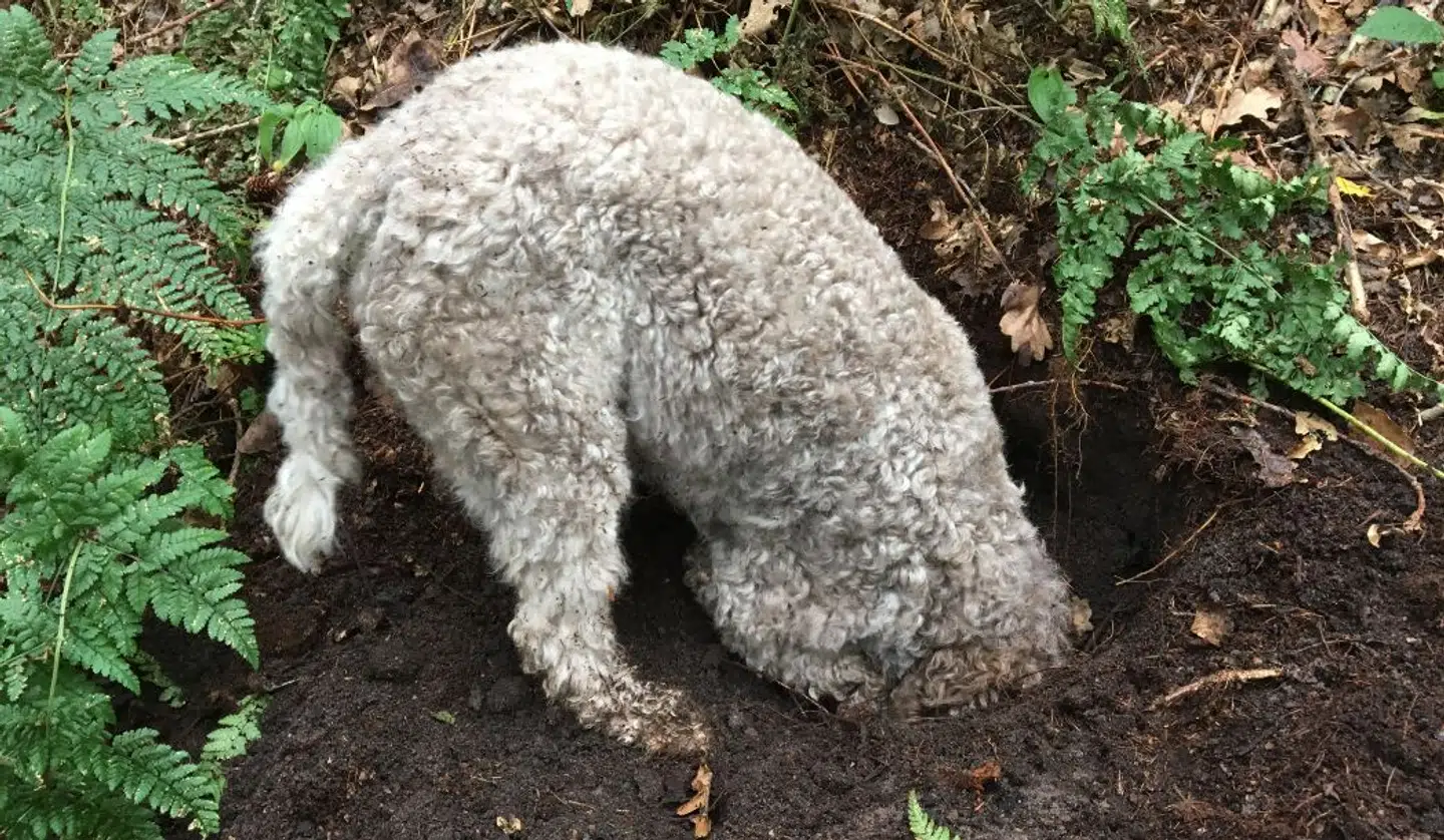 Hunden Asti er af racen Lagotto Romagnolo, der også kaldes en italiensk trøffelhund. Foto: Rune Richtendorff