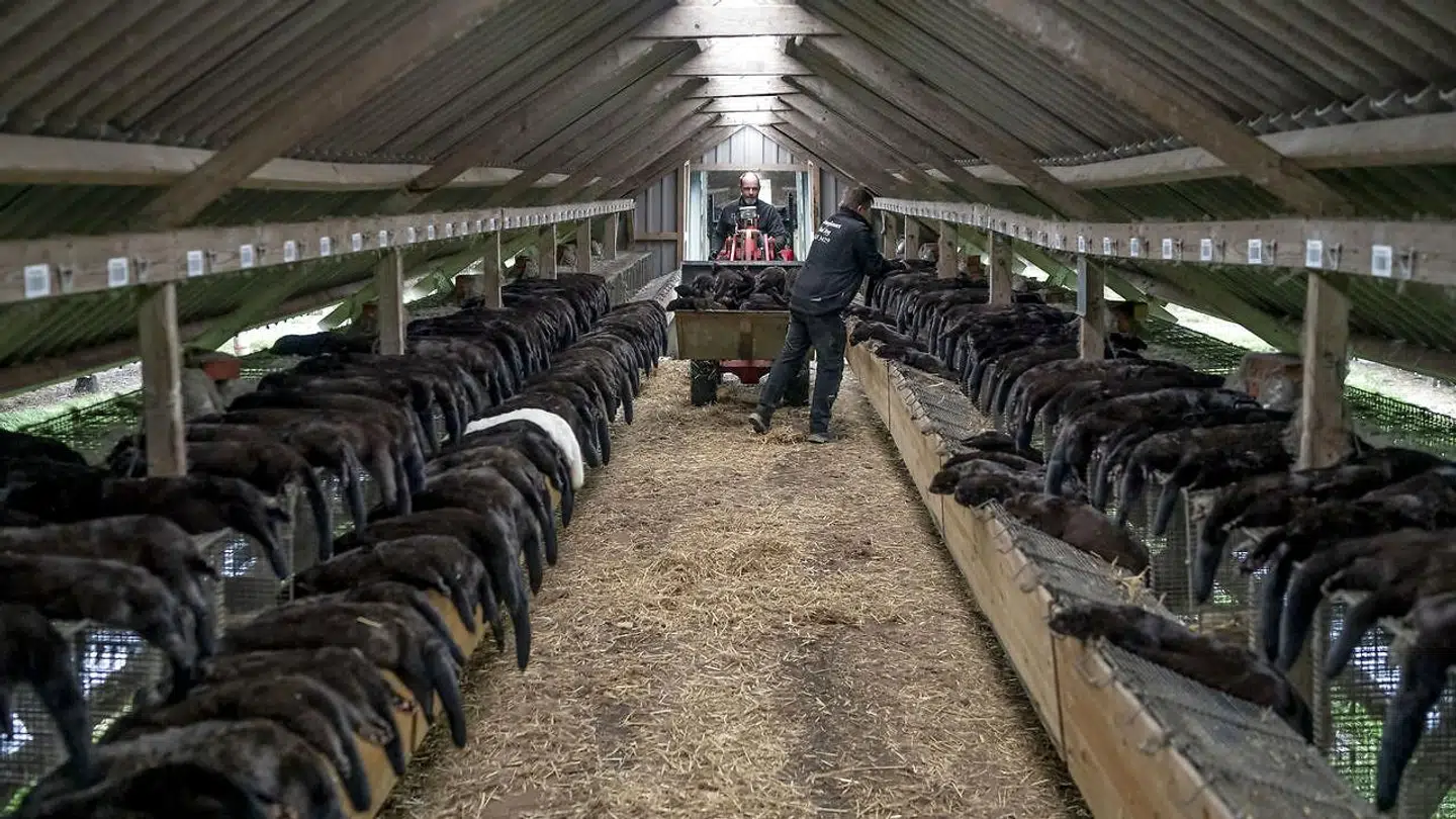 Minkavlerne har ventet længe på deres erstatning.