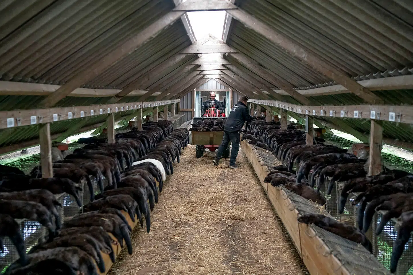 Minkavlerne venter på erstatning for de mange millioner aflivede mink. Der har bare ikke været forhandlinger på Christiansborg om det i snart en måned.