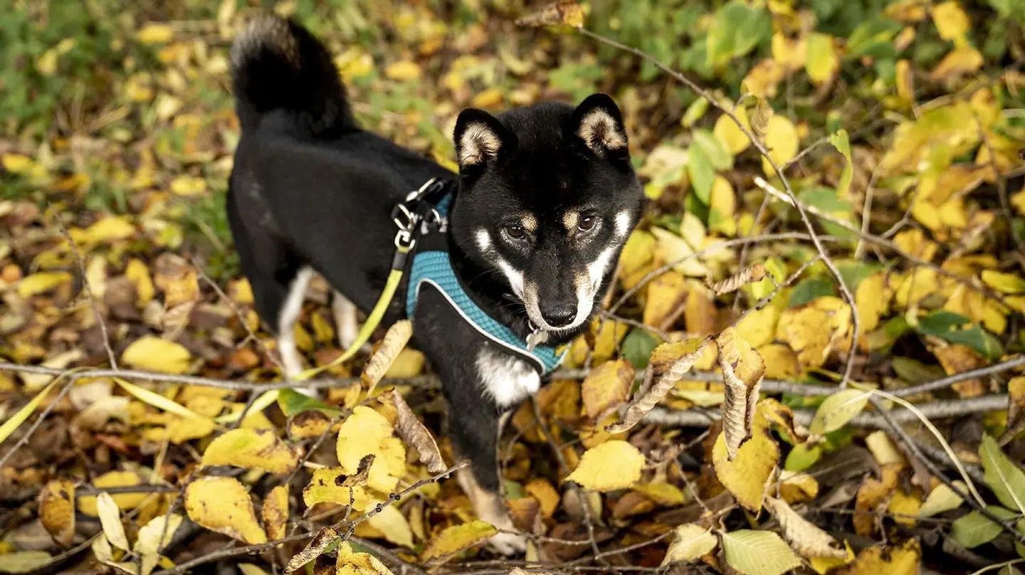 Mange har udvidet familien med en hund under coronakrisen. Arkivfoto.
