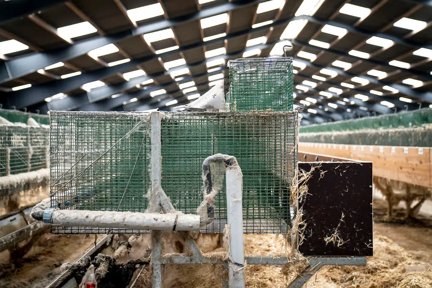 Tomme bure på kombineret minkfarm og pelseri i Ørnhøj, mandag den 7. december 2020. Alle mink i Danmark er blevet aflivet på grund af frygt for smitte med muteret coronavirus under covid-19 pandemien.. (Foto: Mads Claus Rasmussen/Ritzau Scanpix)