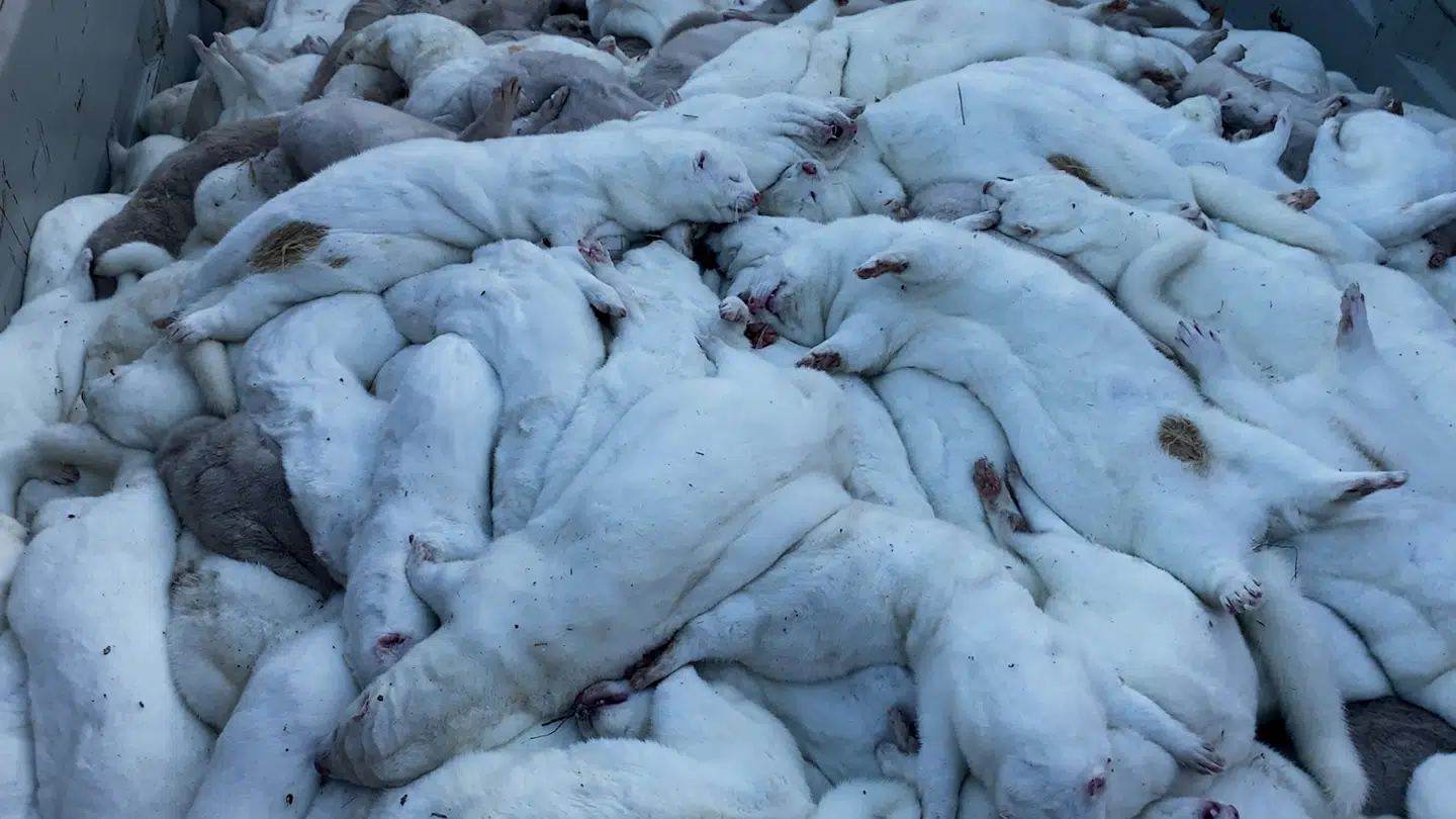 De døde mink bliver samlet i containere, inden de skal køres på forbrændingen. Hvis der havde været fundet coronavirus i nogle af Walther og Asbjørns mink, havde containeren været dækket meget mere til.