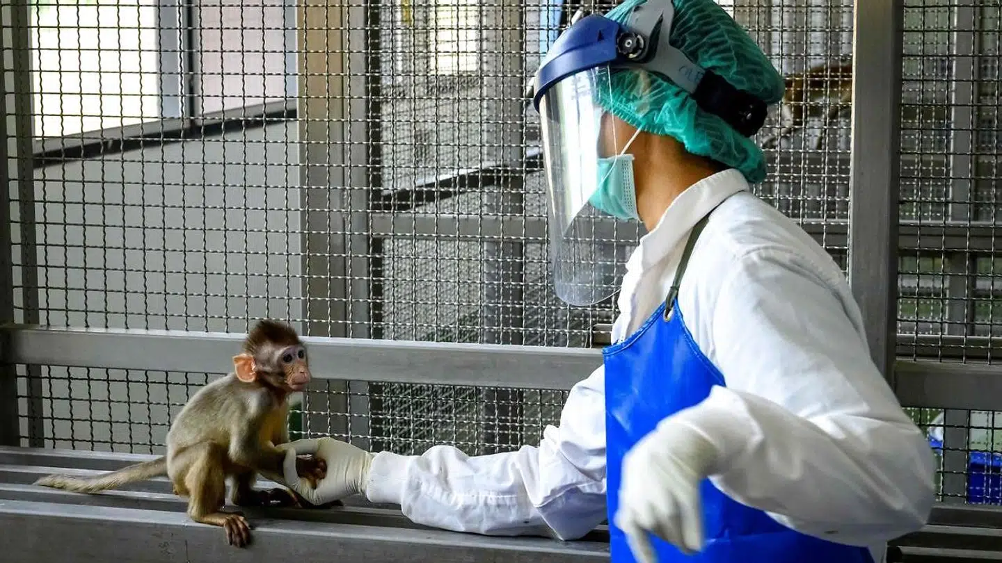 Der er brugt mange forsøgsdyr i udviklingen af nye vacciner til at bekæmpe coronavirus med. Vaccinerne kan tilpasses mutationerne, siger flere eksperter.