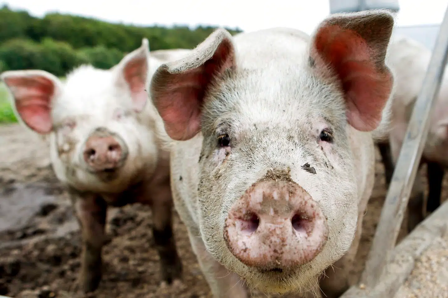 Trynen, øjne og ører på en gris er lige så individuelt forskellige som et menneskes ansigt. Det udnyttes nu til overvågning i kinesiske svinestalde. Arkivfoto.