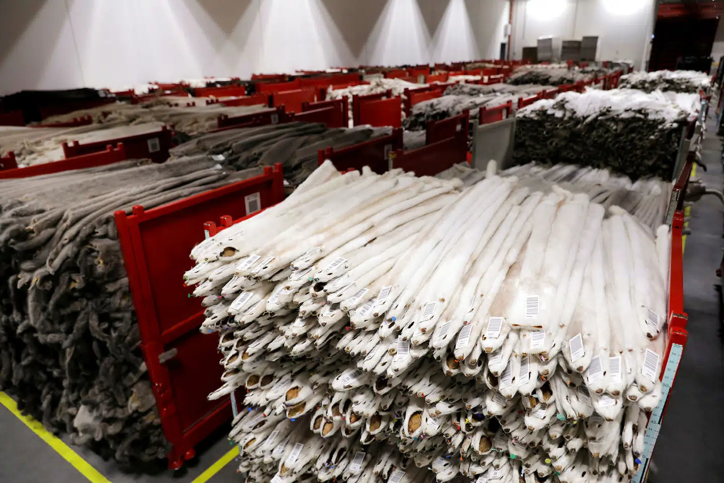 Her ligger flere tusinde mink.