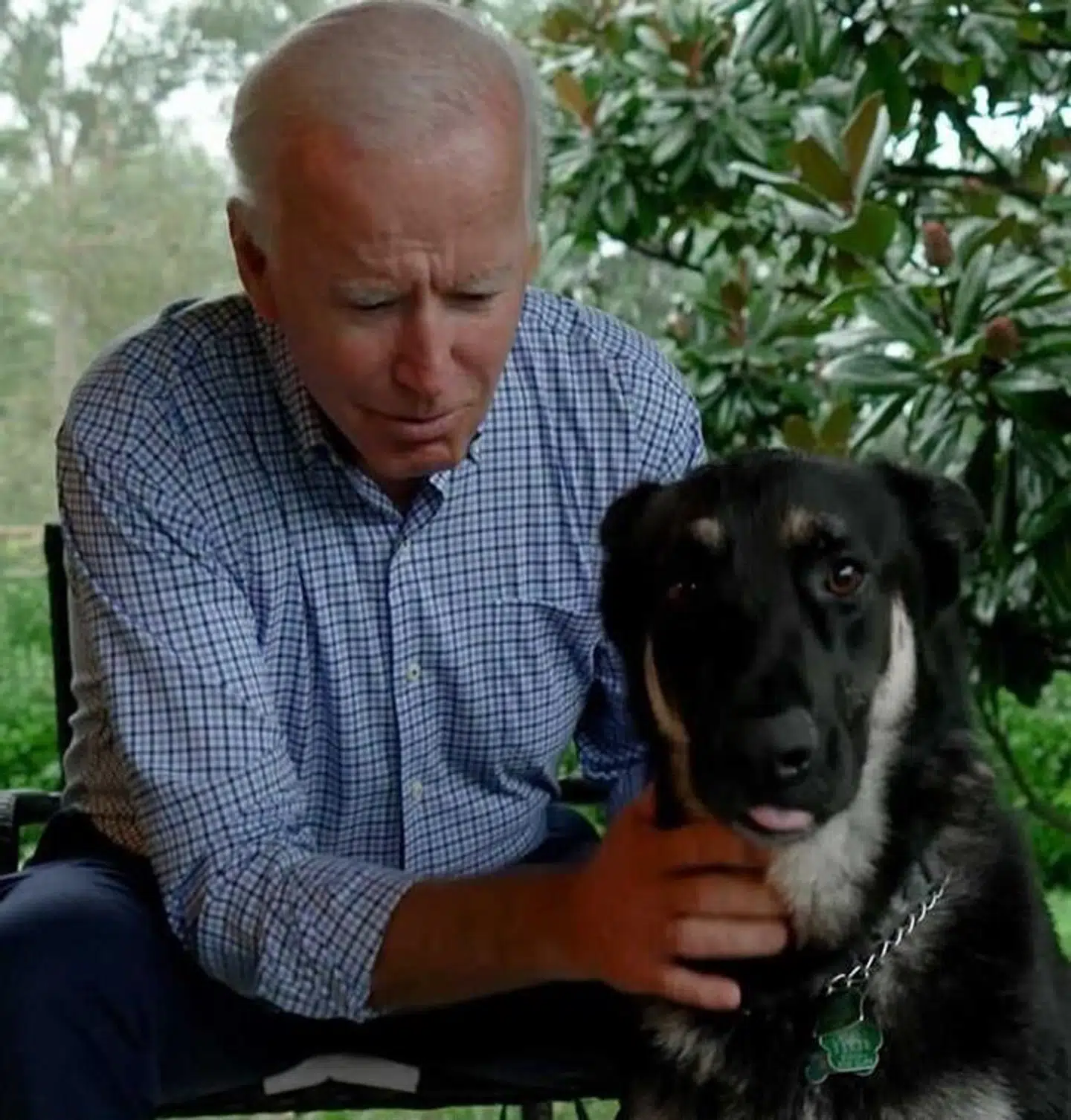 Præsidenten er 78, familiens gamle schæfer Champ er 12, eller 84 - i hundeår.