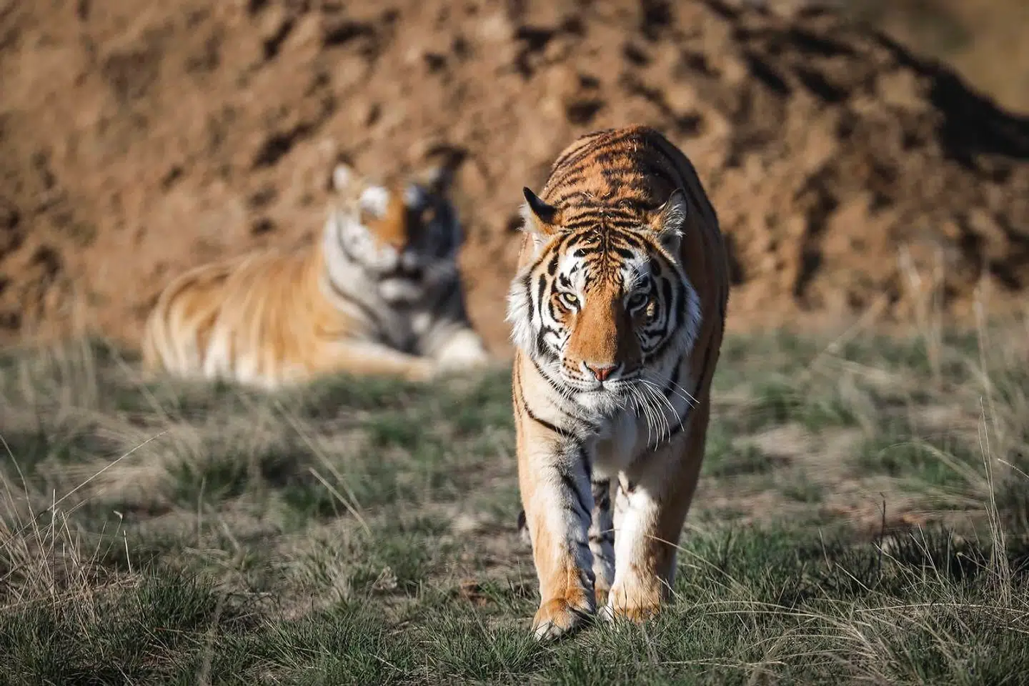 Joe Exotic elsker tigere. Han havde 39 i sin dyrepark, der nu er lukket ned.