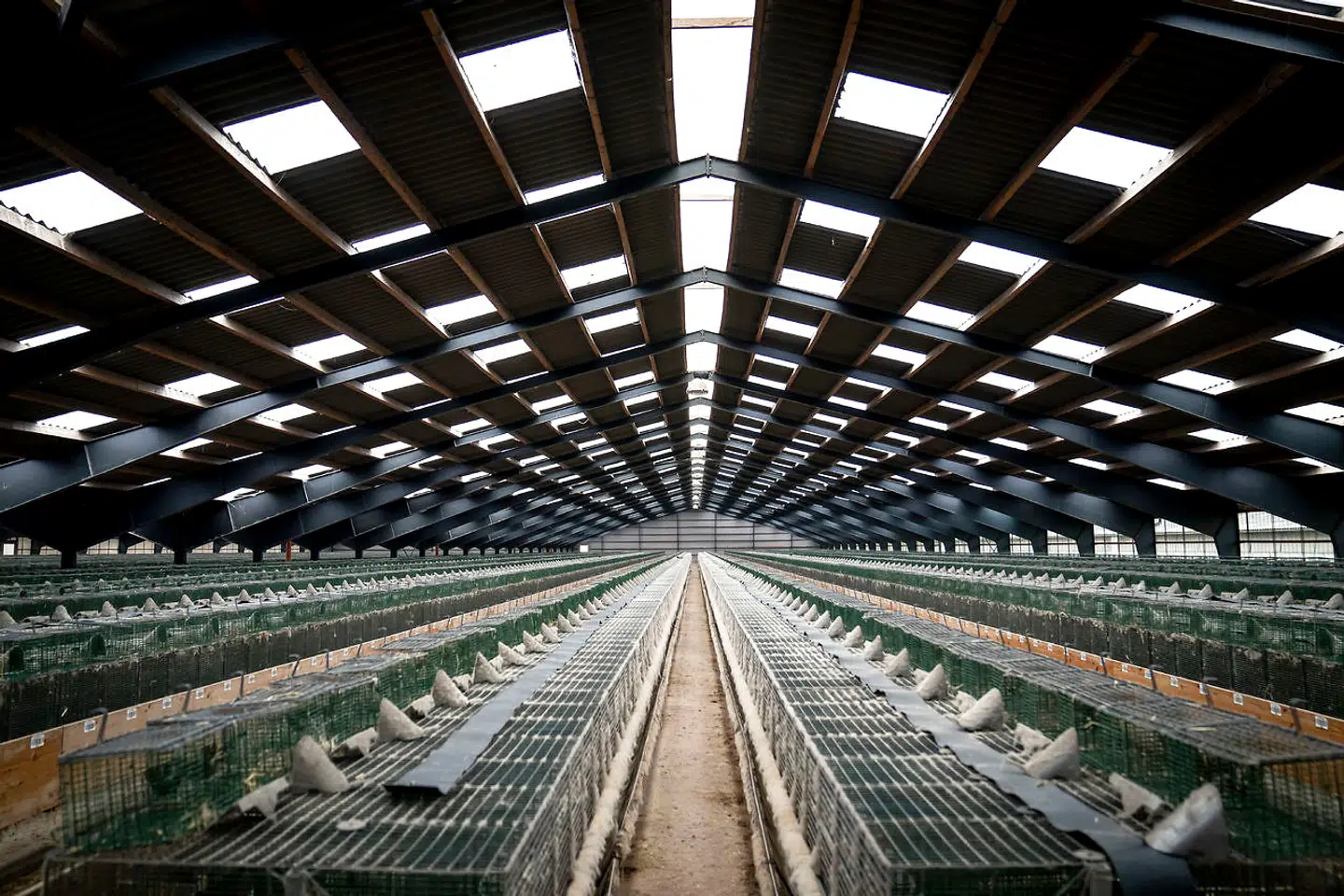 Danmark er nu mere eller mindre fri for mink. Nu er der opstået tvivl om det nu også var ulovligt, da regeringen beordrede alle minkene aflivet.