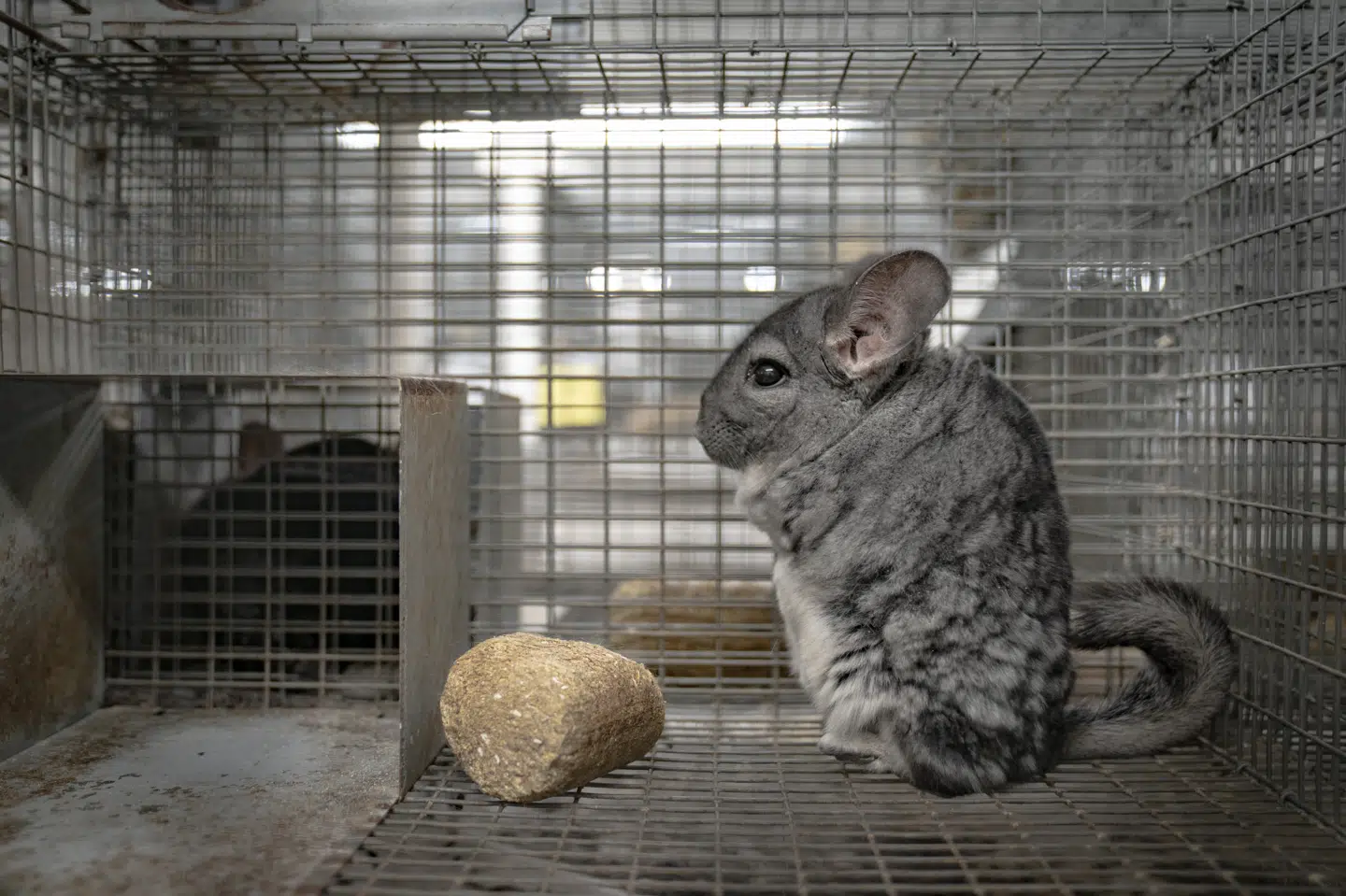 Heidi Gormsen har omkring 600 chinchillaer på sin farm, hvoraf 250 er avlsdyr. Danske chinchillaskind er særligt eftertragtede i udlandet på grund af den sjældne blåhvide farve på bugen af dyrene, ifølge Heidi Gormsen. Emil Helms/Ritzau Scanpix