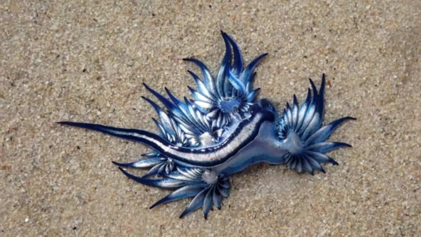 De blå drager blev opdaget på stranden i Sydafrika af Maria Wagener.