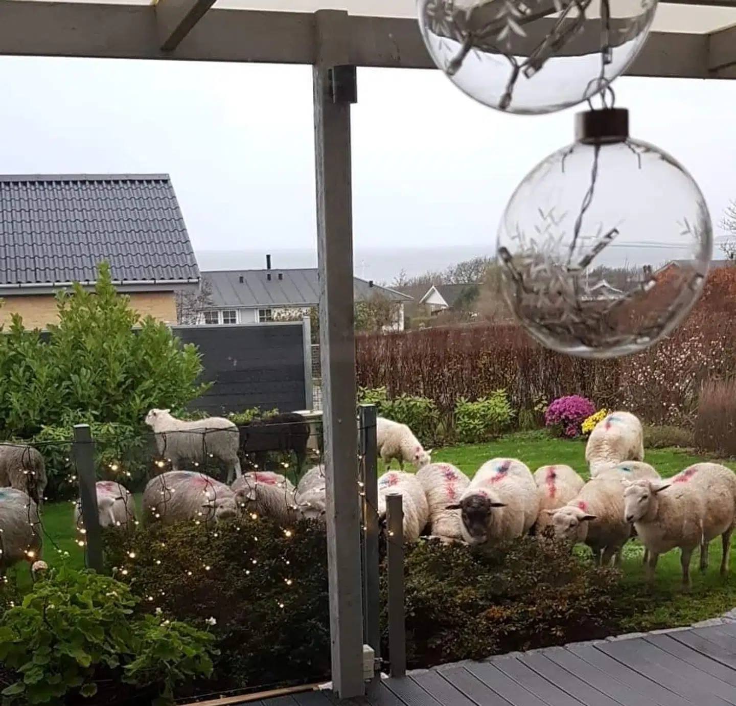 Sådan så det ud, da Jan så ud i sin have