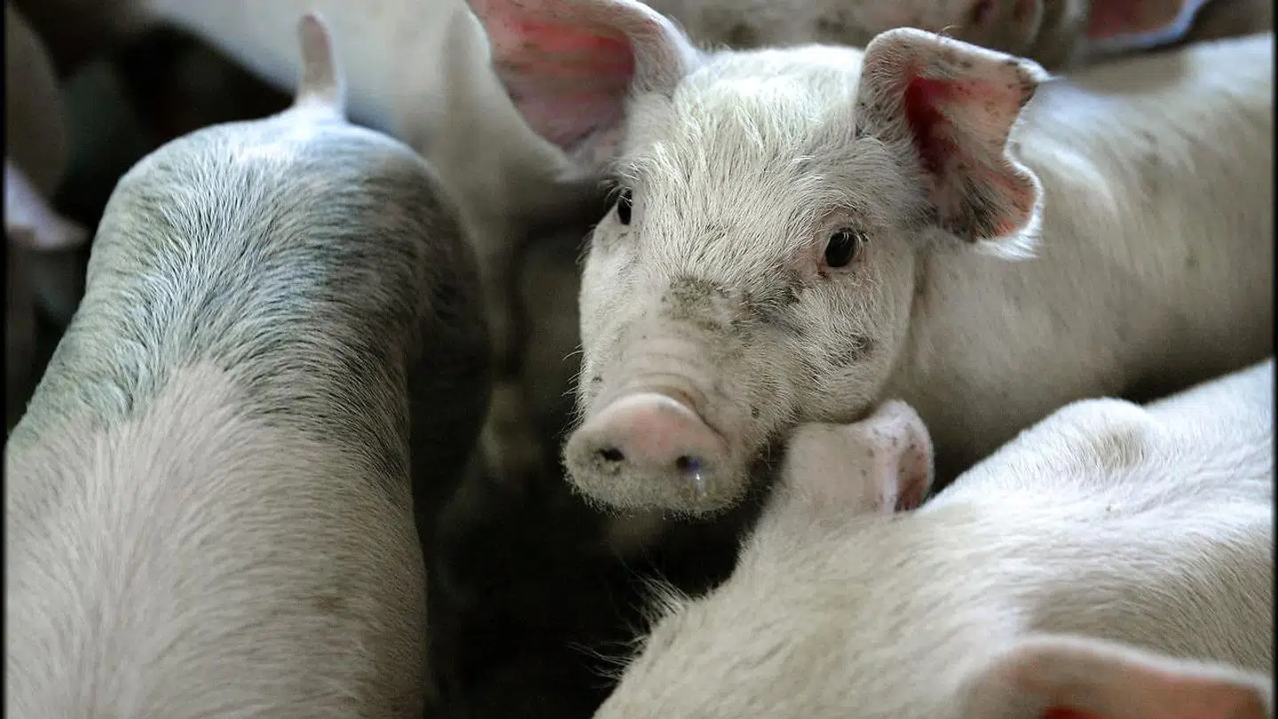 Smågrise sælges for langt under markedspris, hvilket presser landmænd.