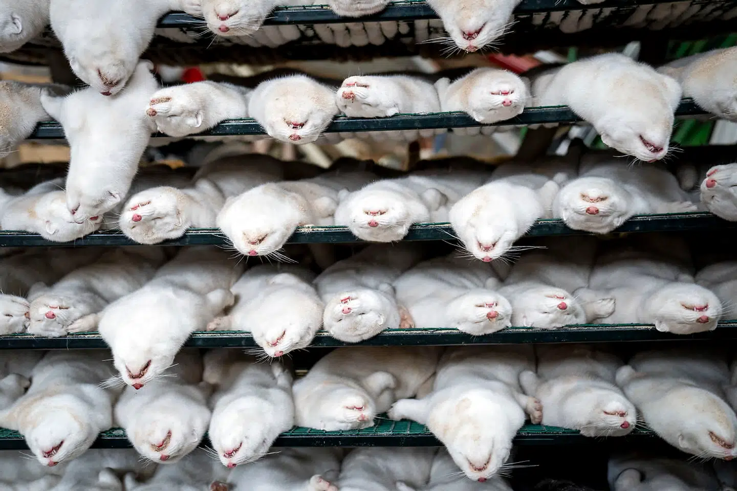 En brøkdel af de mange millioner aflivede mink. Det danske minkerhverv er nu reelt nedlagt.