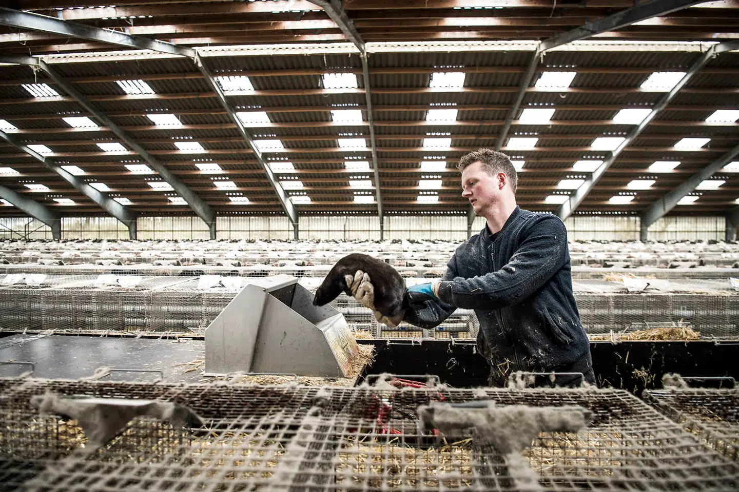 Peter Hindbos søn Andreas var med til at aflive mink, han stod og skulle til at overtage minkfarmen fra sin far.