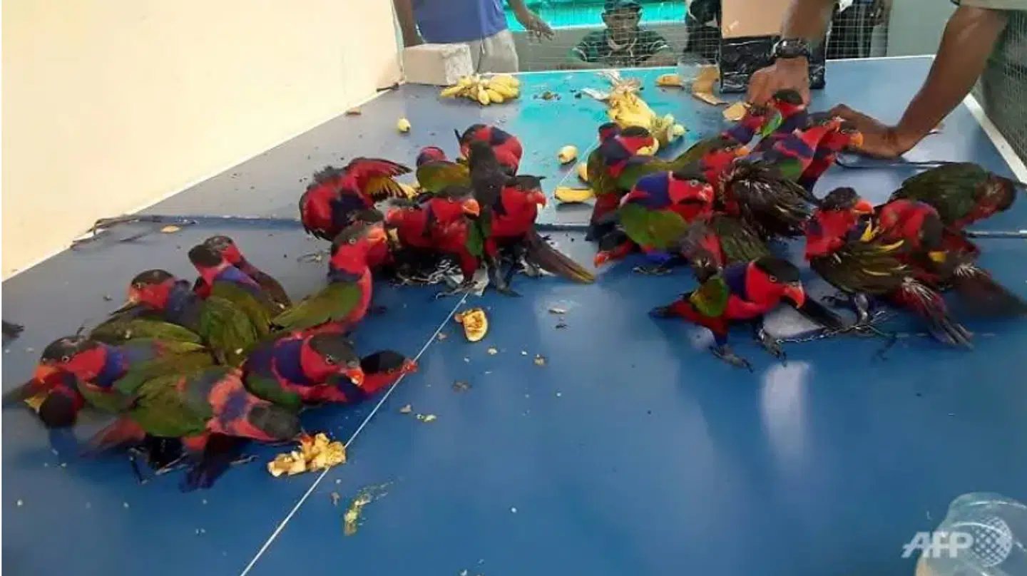 Frue Lorierne ses her efter de er lukket ud af plastikflaskerne.