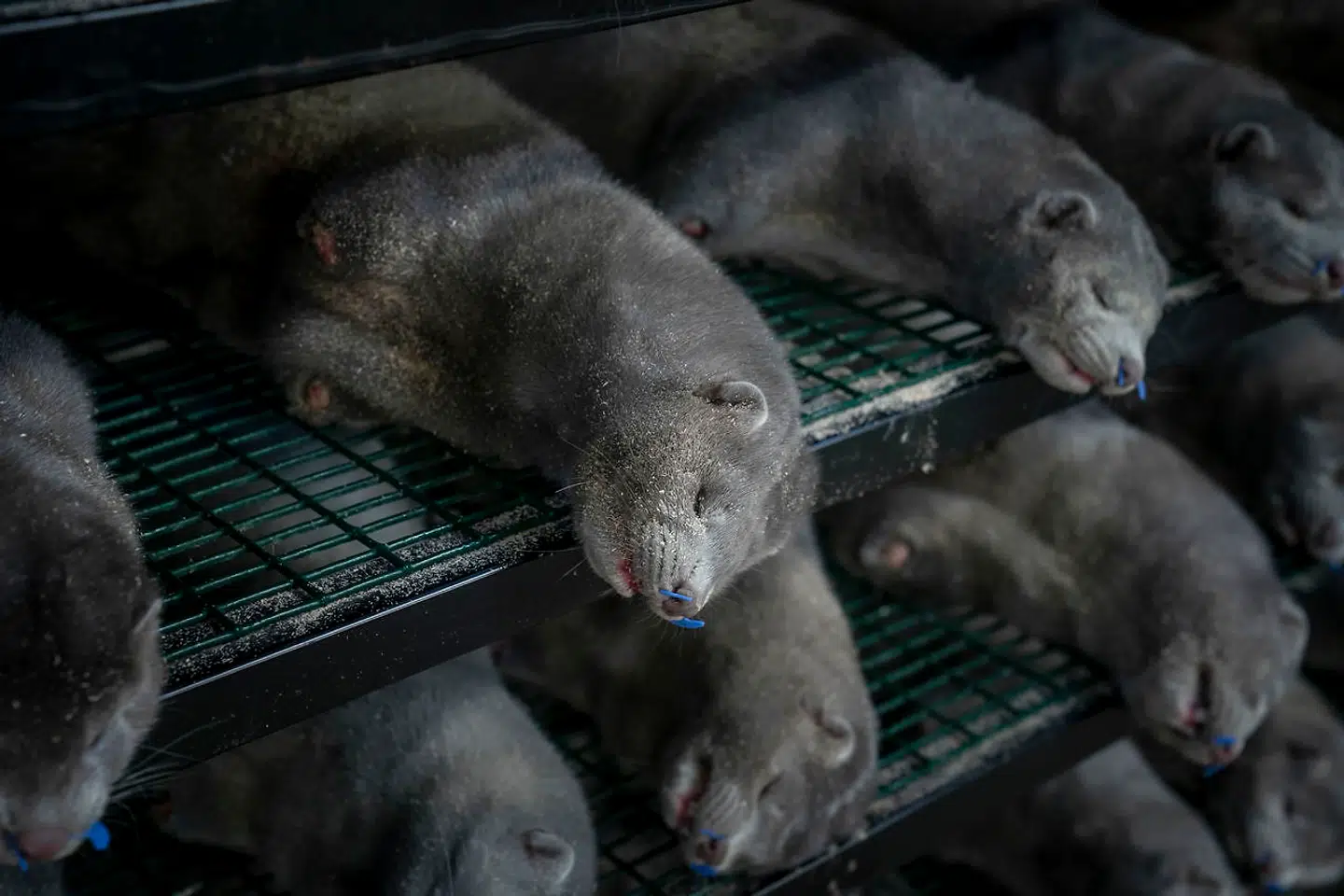 Det danske minkerhverv er reelt nedlagt. Millioner af mink er blevet aflivet.
