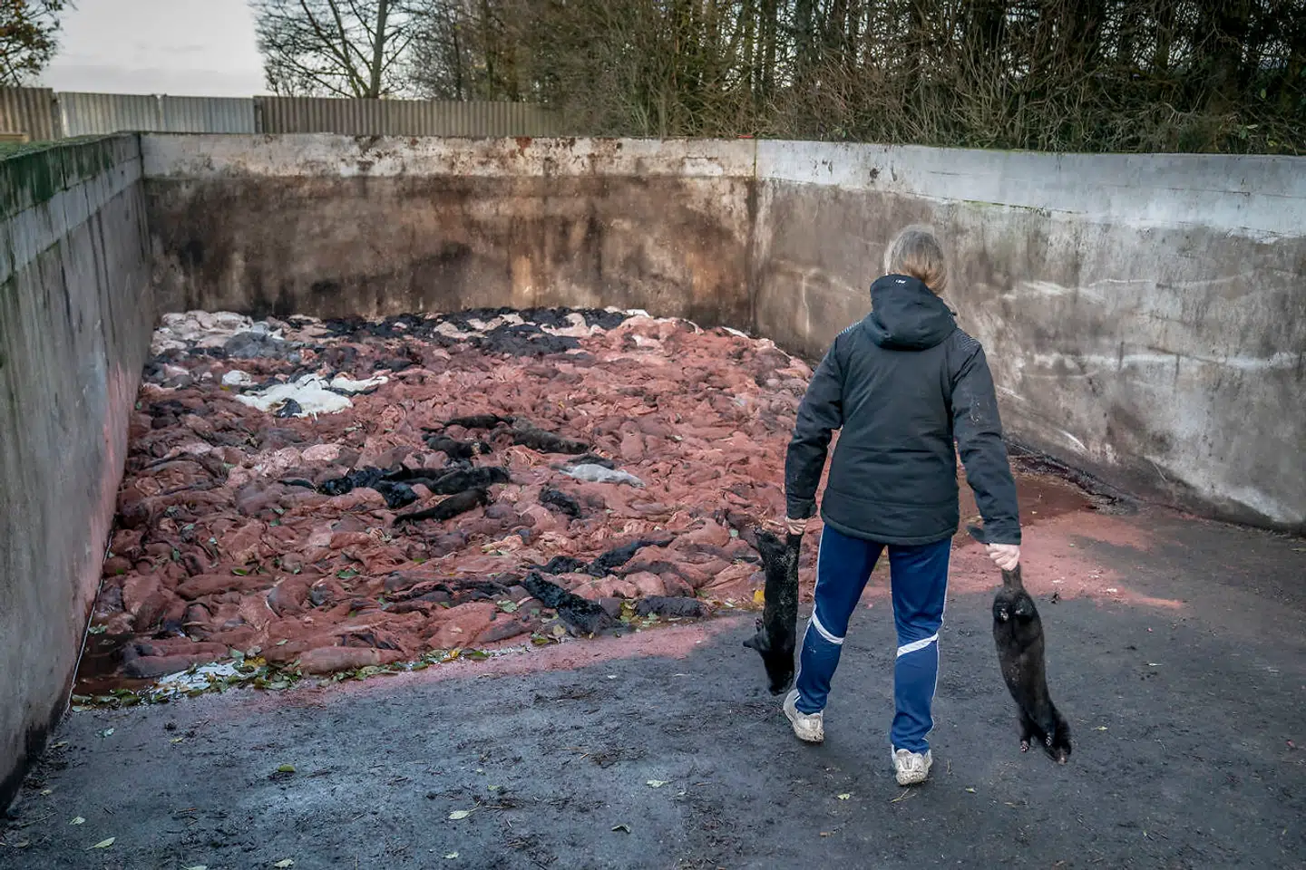 Ægteparret Hans Jørgen og Anne Stenbek nåede akkurat at aflive deres sidste mink indenfor regeringens frist torsdag d. 20. november. Med hjælp fra fire andre lokale minkavlere aflivede de i alt 9000 dyr.