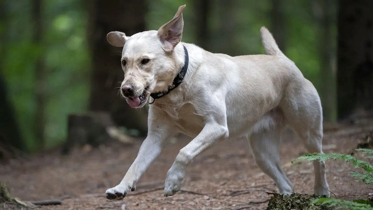 Lukrativt marked. Danskerne bruger hvert år flere milliarder kroner på deres kæledyr.