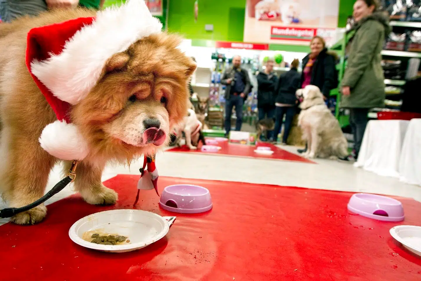 Julefroksost i Maxi Zoo i Holstebro - kun for hunde.