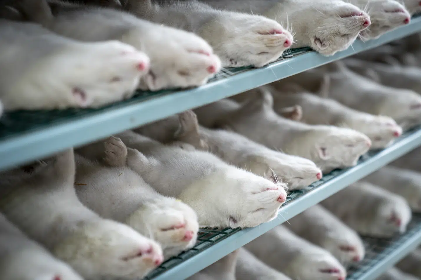 DK-VET rådgiver normalt regeringen i sager om smitsomme dyresygdomme, men blev ikke spurgt til råds, før det blev afgjort, at alle mink i Danmark skulle slås ned. Heller ikke om nogle af avlsdyrene eventuelt kunne have overlevet. (Arkivfoto) Mads Claus Rasmussen/Ritzau Scanpix