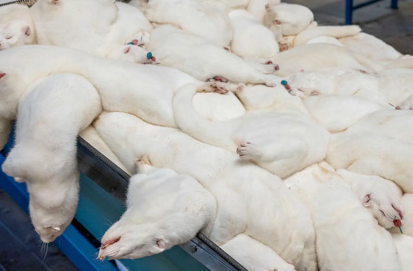 Millioner af mink blev aflivet på ulovligt grundlag. Nu skal der forhandles om, hvilken erstatning minkavlerne skal have.