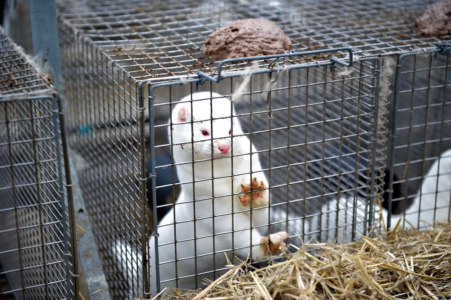 (ARKIV) Mink i bur på minkfarm i Nordjylland den 10. februar 2011. Der er fundet smitte med covid-19 på endnu en minkfarm i Nordjylland. Det oplyser Fødevarestyrelsen fredag den 14. august 2020.