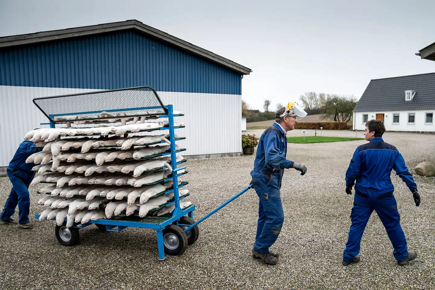 Mink aflives på minkfarm ved Næstved. På Sjælland gives der tempobonus for 20 kroner ekstra pr. mink, såfremt aflivningen sker inden udgangen af torsdag. Regeringens lovning på sådan en bonus er dog ulovlig, da den ikke har lovhjemmel efter vedtagelse i Folketinget.